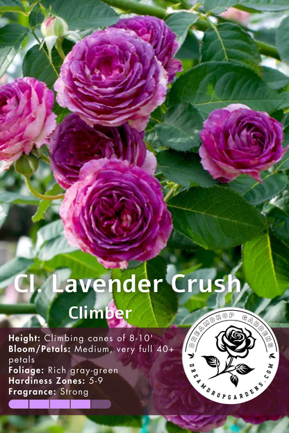 Rose - Climbing - Lavender Crush