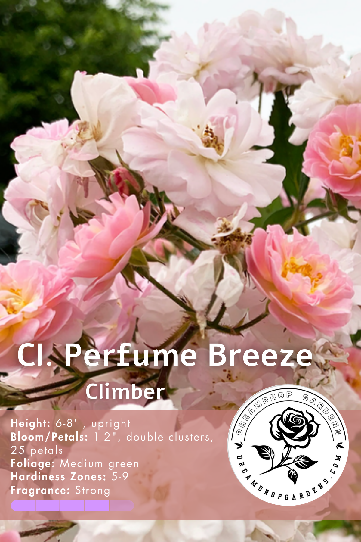 Rose - Climbing - Perfume Breeze