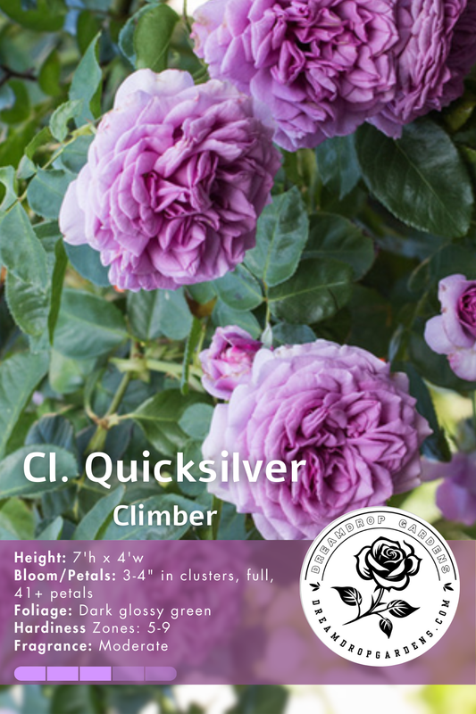 Rose - Climbing - Quick Silver