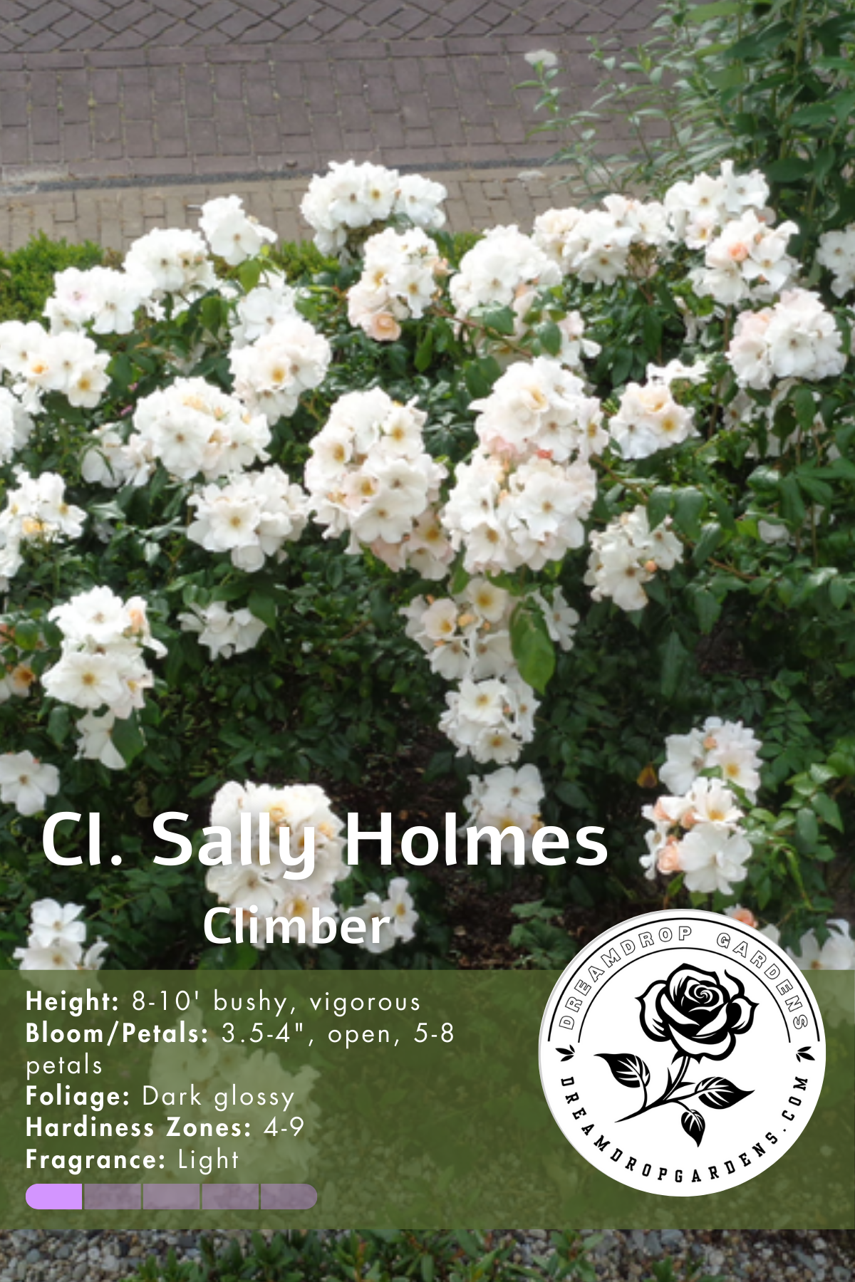 Rose - Climbing - Sally Holmes