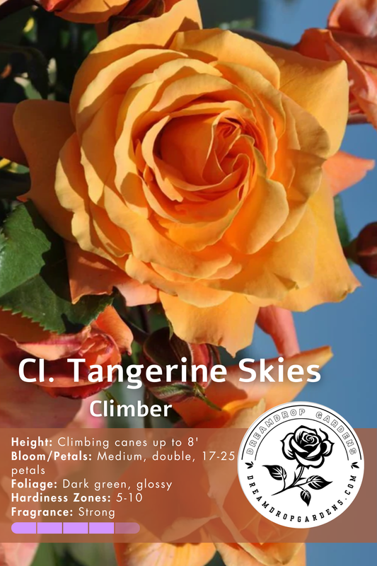 Rose - Climbing - Tangerine Skies