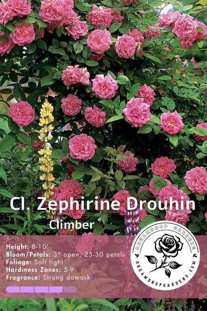 Rose - David Austen - Climbing - ZÉPHIRINEDROUHIN