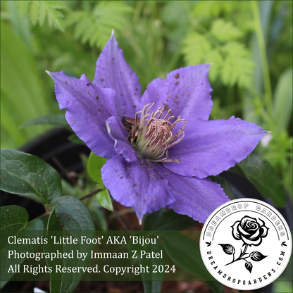 Clematis 'Bijou' - NonVining Groundcover - Clumping