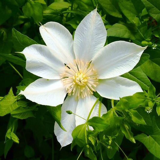 Creamy White Clematis Vine