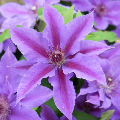 Clematis 'Ines'