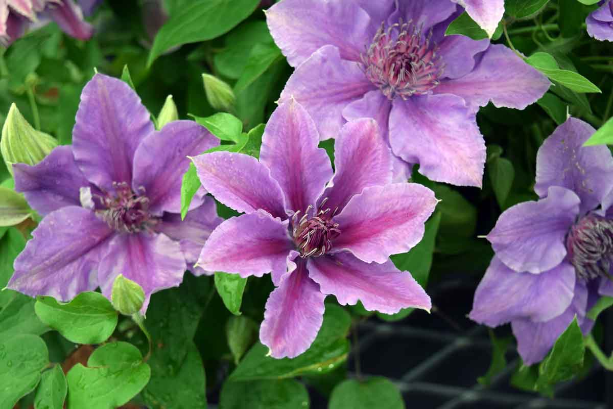 Clematis 'Ines'