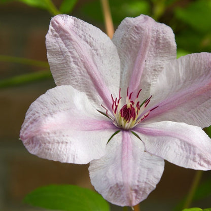 Clematis 'John Paul II'