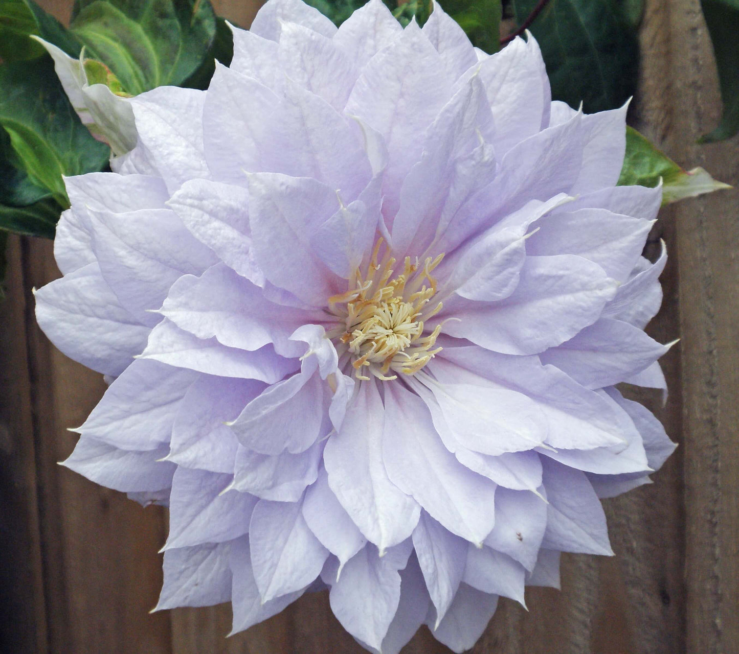 Clematis 'Belle of Woking' - Pale Lavender Pink Double Bloom