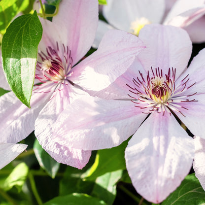 Clematis 'John Paul II'