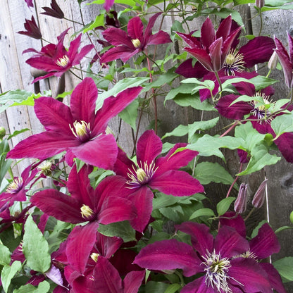 Clematis 'Niobe'