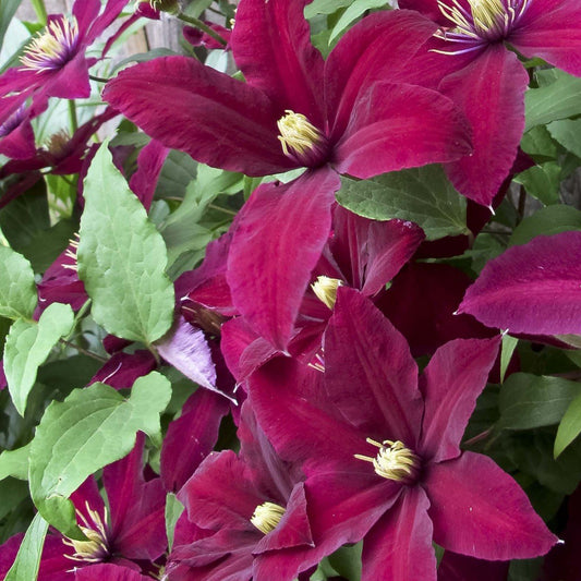 Clematis 'Niobe'