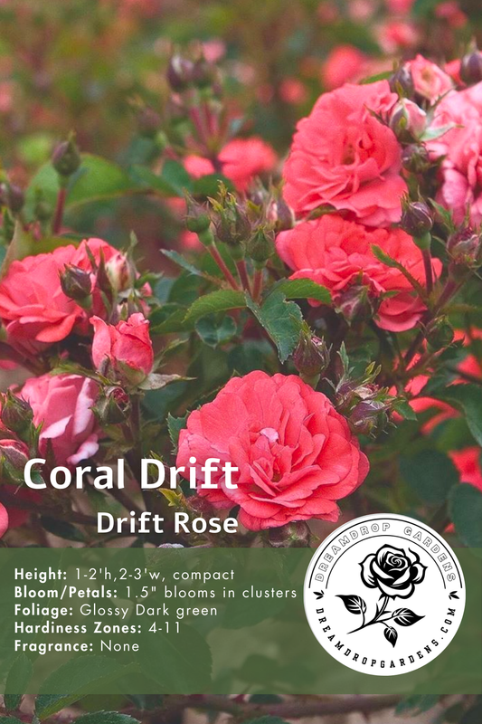 Rose - Groundcover - Coral Drift