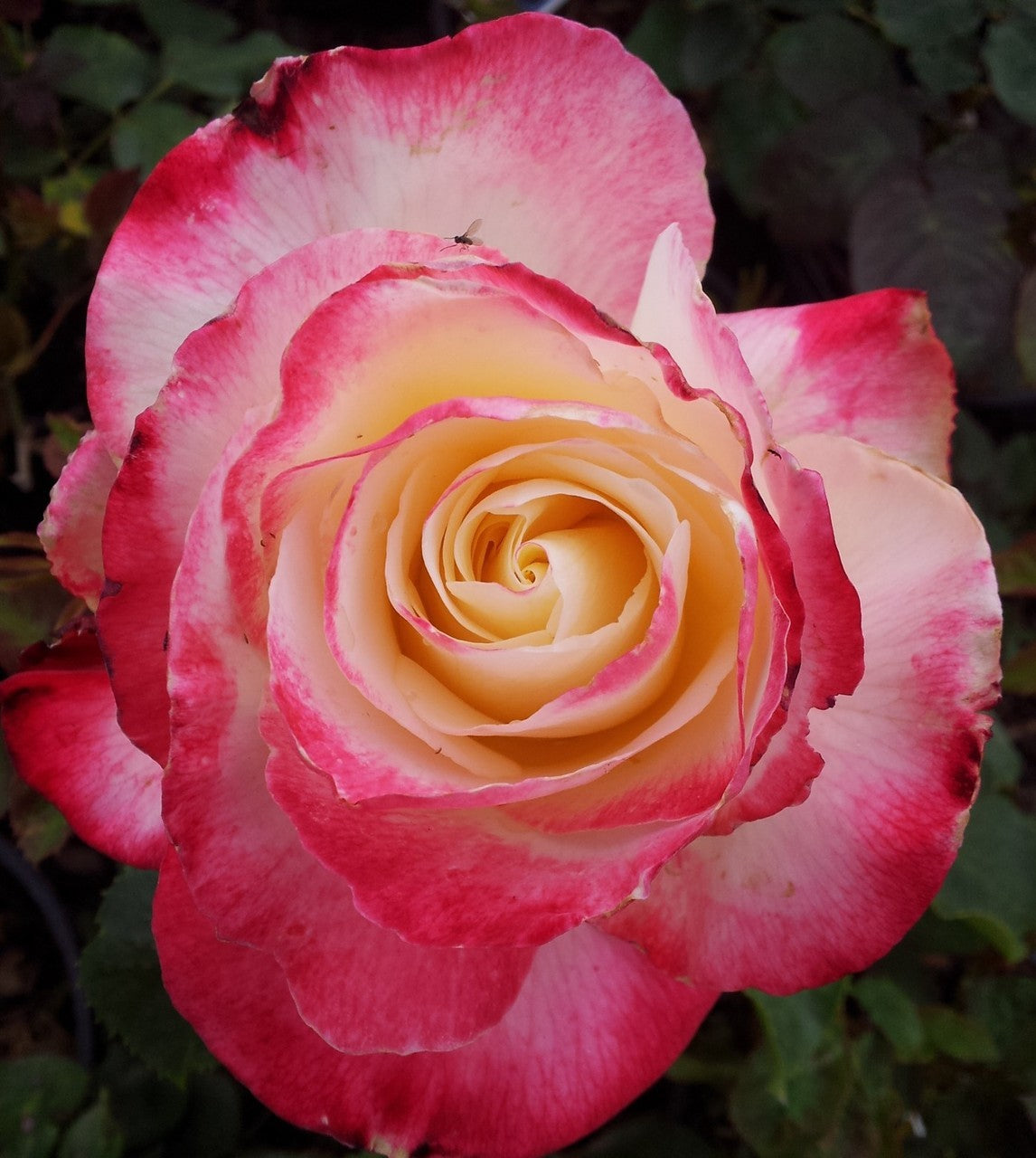 Rose - Double Delight  - Hybrid Tea