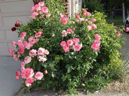 Rose - Double Delight  - Hybrid Tea