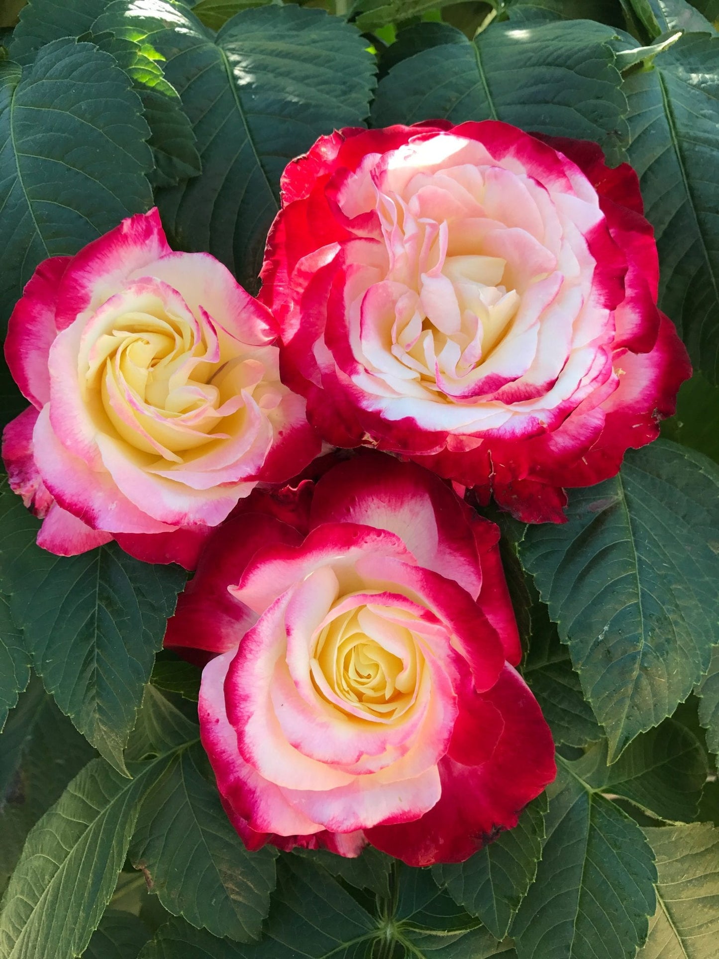 Rose - Double Delight  - Hybrid Tea