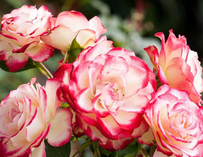 Rose - Double Delight  - Hybrid Tea