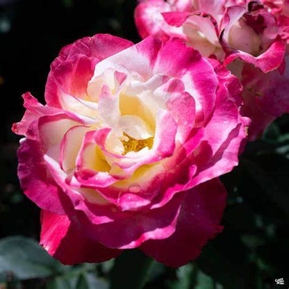 Rose - Double Delight  - Hybrid Tea