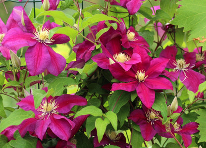 Clematis 'Ernest Markham'