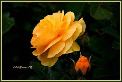 Rose Patio Tree - Kordes - Floribunda - Julia Child