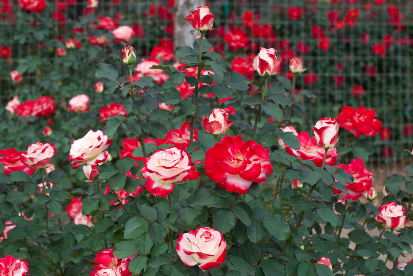 Rose - White Lies - Floribunda