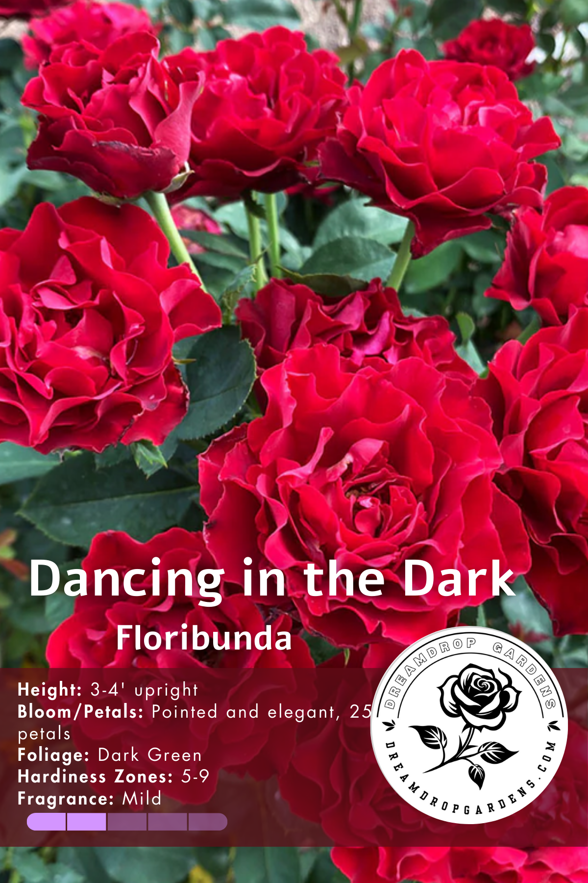 Rose - Dancing in the Dark - Floribunda