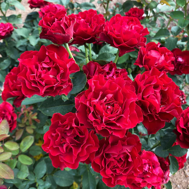 Rose - Dancing in the Dark - Floribunda