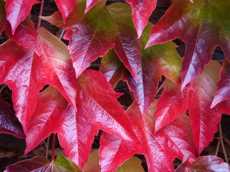 Boston Ivy - Fast growing Vine