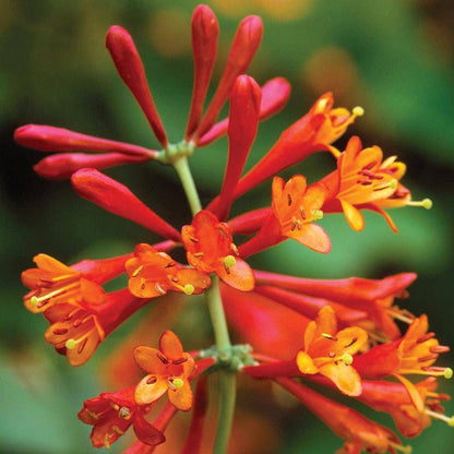 Honeysuckle - Dropmore Scarlet