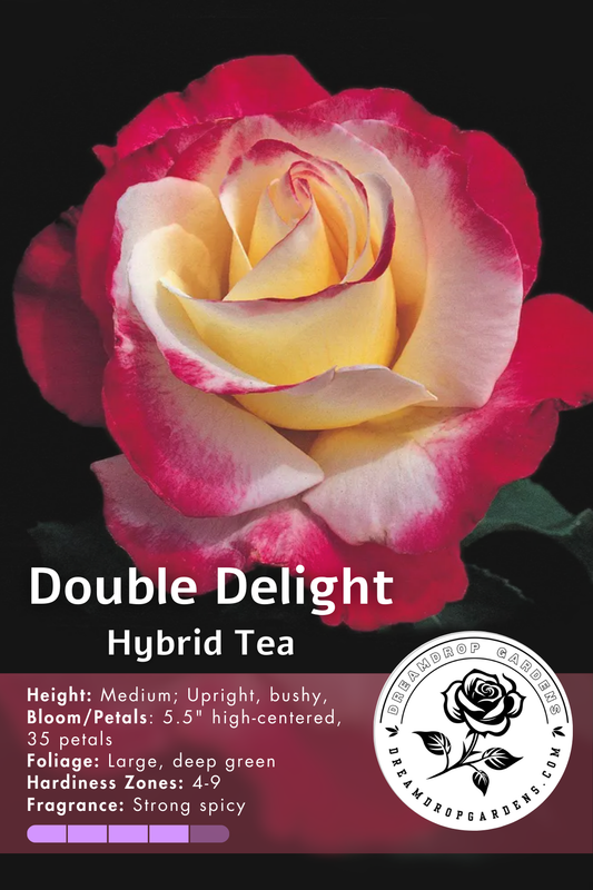 Rose - Double Delight  - Hybrid Tea