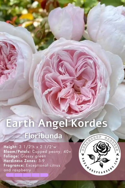 Rose - Kordes - Earth Angel Parfuma