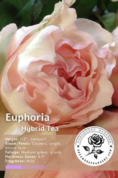 Rose - Euphoria