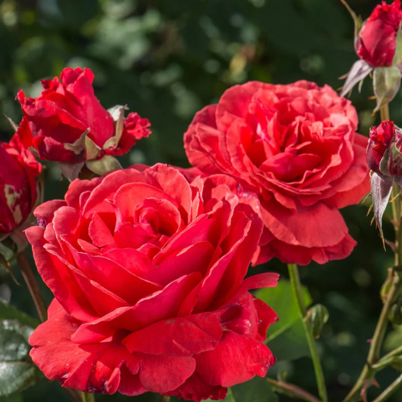 Rose - Fragrant Cloud- Hybrid Tea