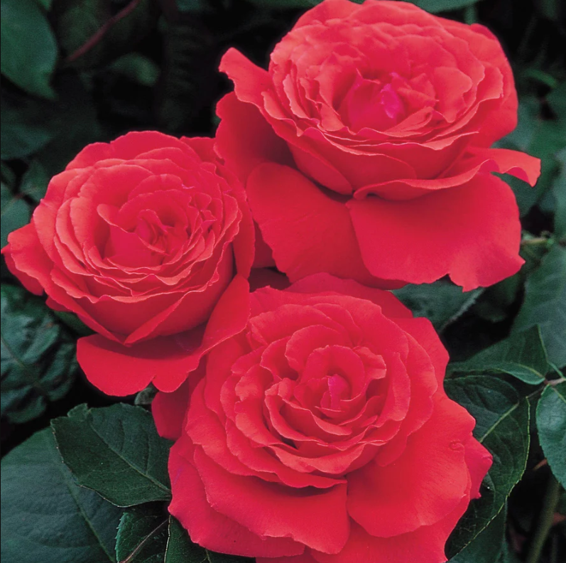 Rose - Fragrant Cloud- Hybrid Tea