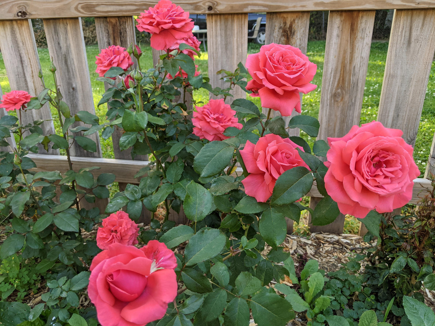 Rose - Fragrant Cloud- Hybrid Tea