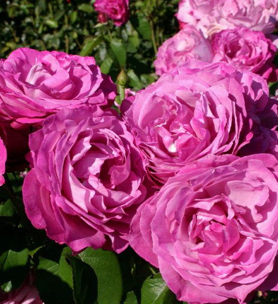 Rose - Fragrant Plum  - Grandiflora