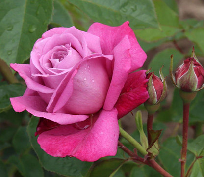 Rose - Fragrant Plum  - Grandiflora