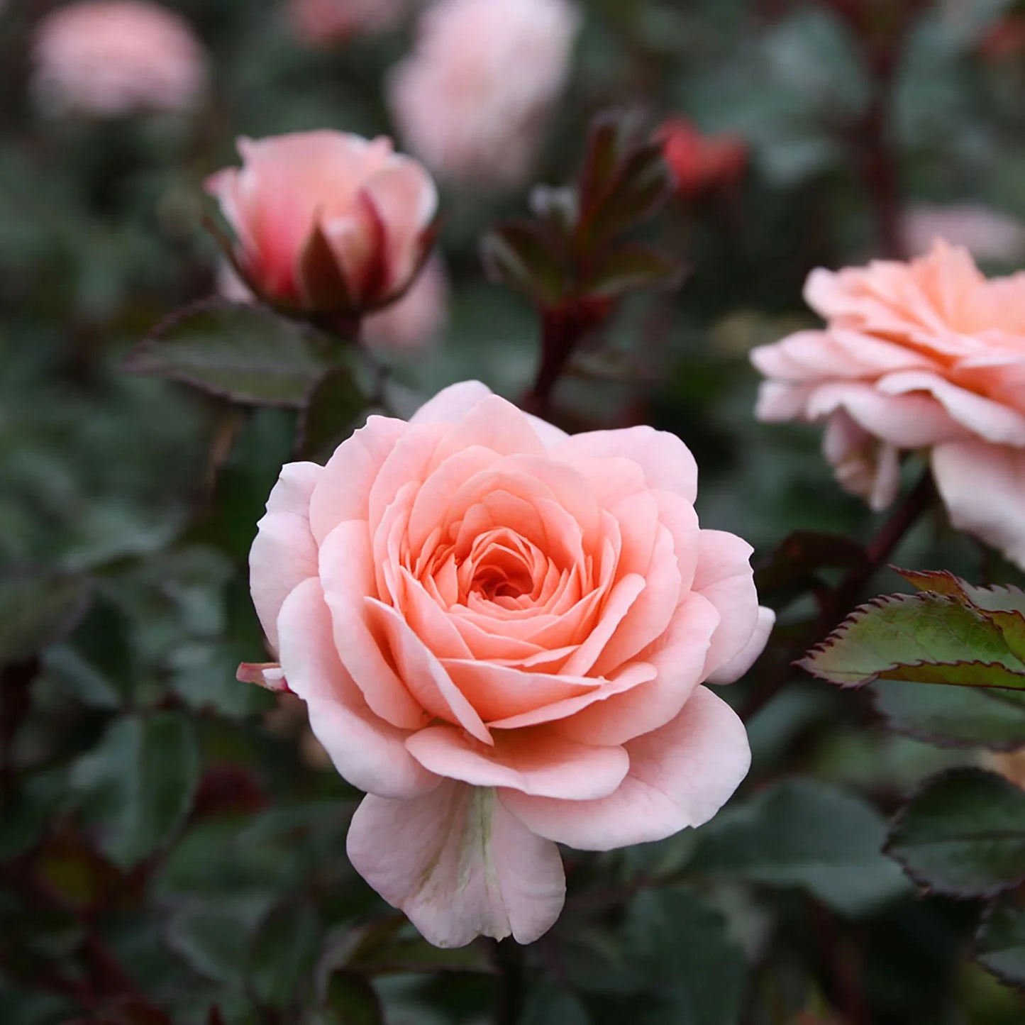 Rose - Groundcover - Apricot Drift