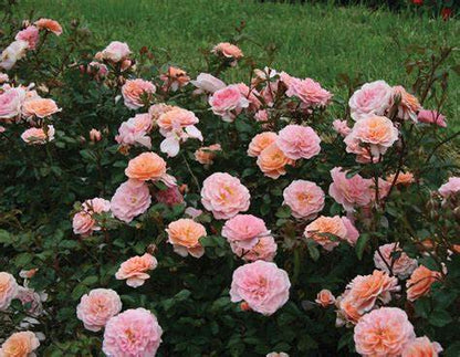 Rose - Groundcover - Apricot Drift