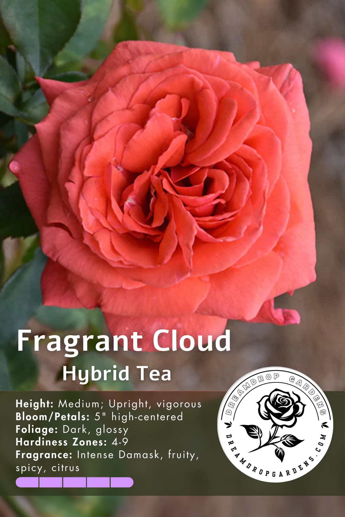 Rose - Fragrant Cloud- Hybrid Tea