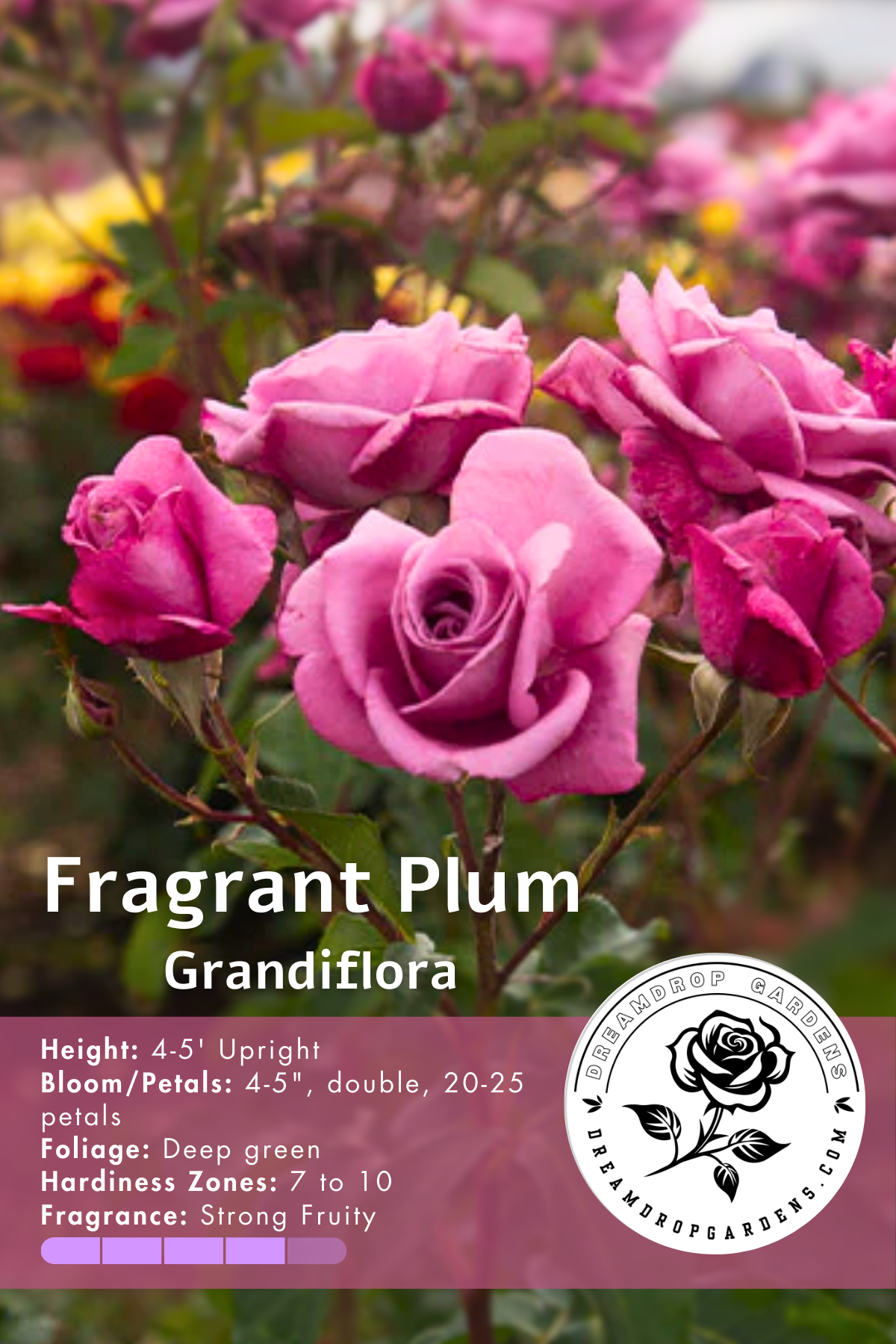 Rose - Fragrant Plum  - Grandiflora