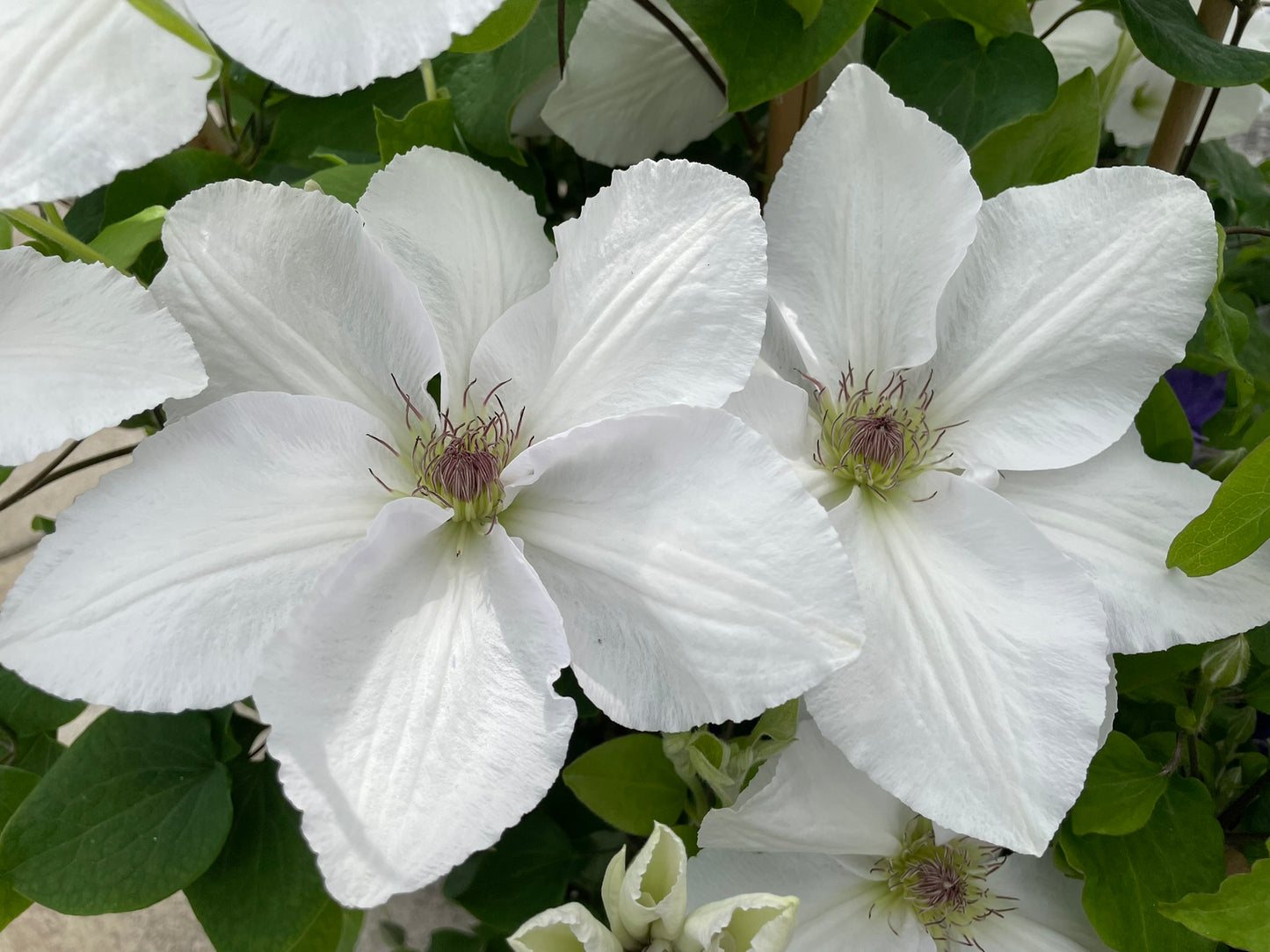 Clematis 'Guernsey Flute'