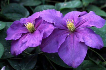 Clematis 'General Sikorski'