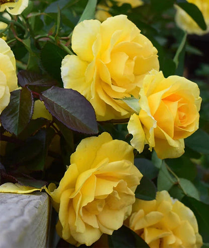 Rose - Climbing - Good Day Sunshine