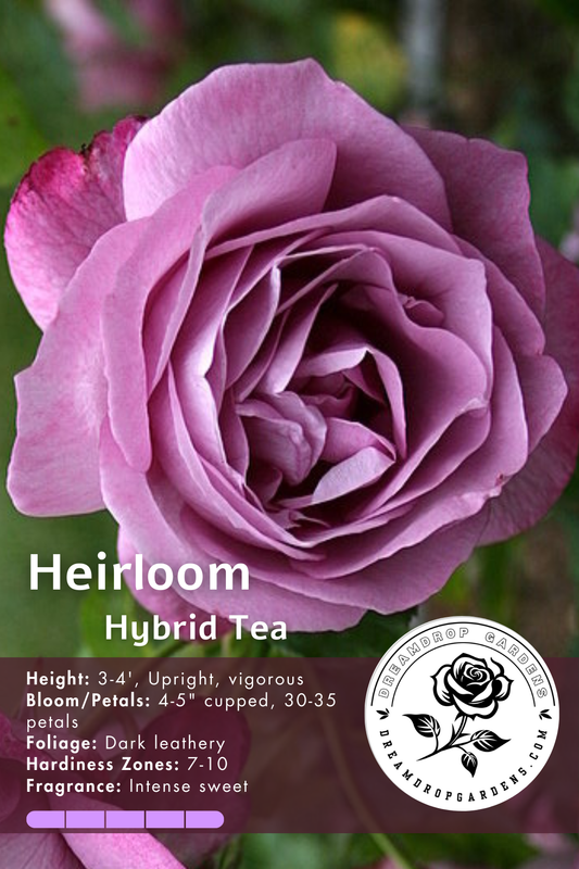 Rose - Heirloom - Hybrid Tea