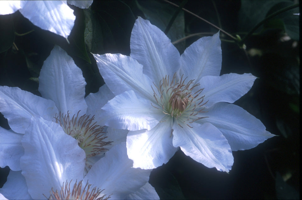 Clematis 'Hyde Hall'