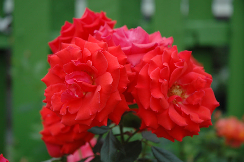 Rose Patio Tree - Floribunda - Impatient