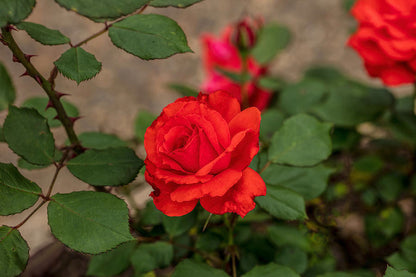 Rose Patio Tree - Floribunda - Impatient