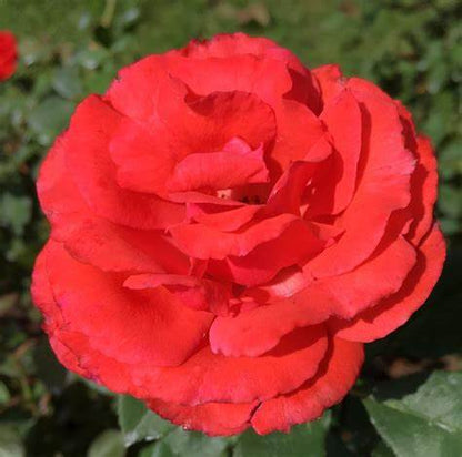 Rose Patio Tree - Floribunda - Impatient