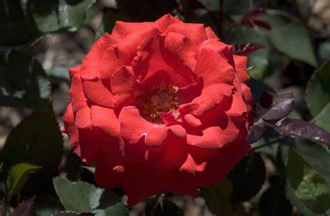 Rose Patio Tree - Floribunda - Impatient