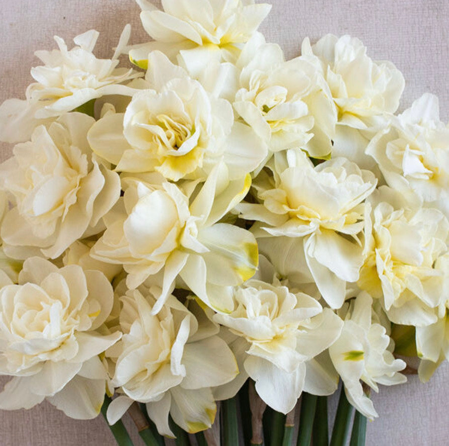 Daffodil - White Fluffle - Obdam